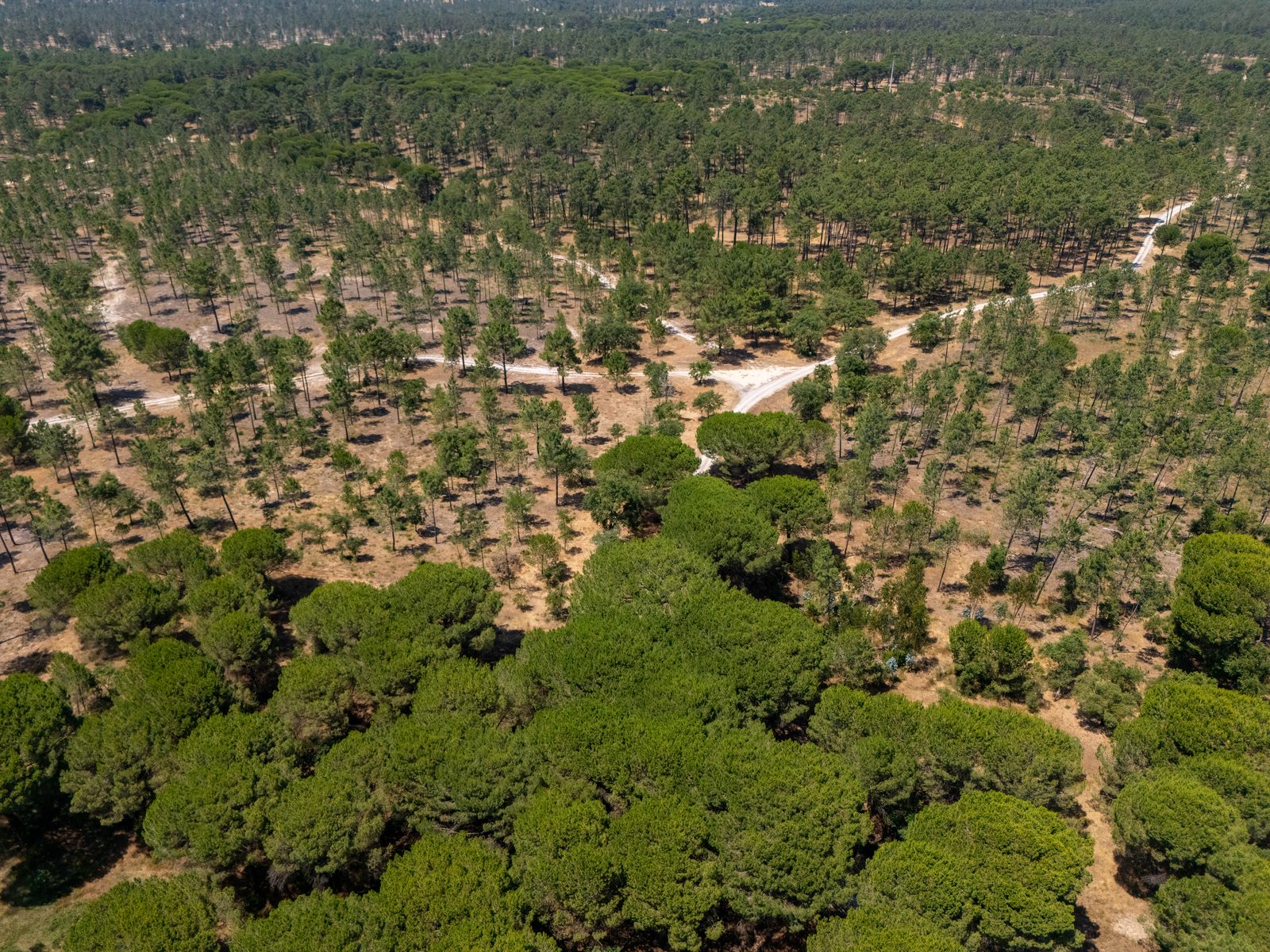 Portugal — floresta de pinheiros, Sesimbra vista aérea